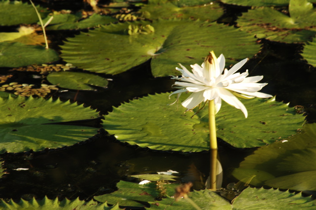 tryallclubjamaica0323