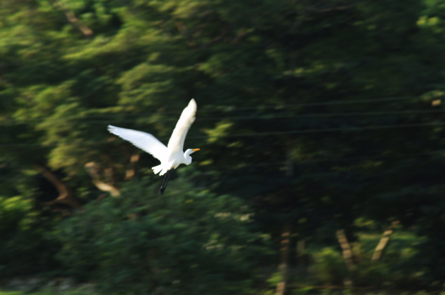 tryallclubjamaica0333