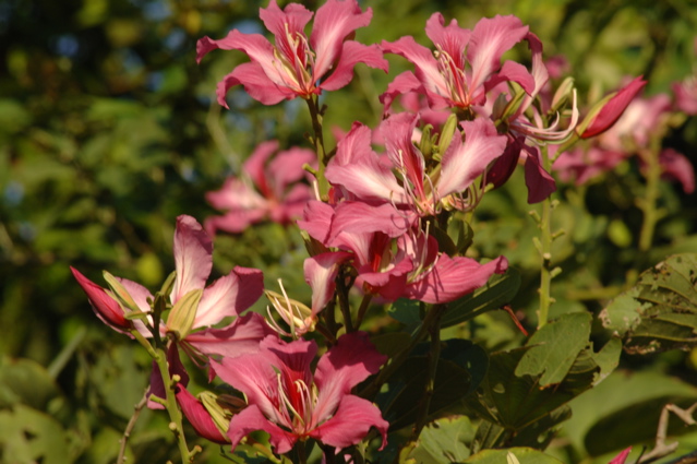 tryallclubjamaica0337