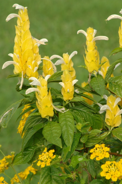 tryallclubjamaica0348