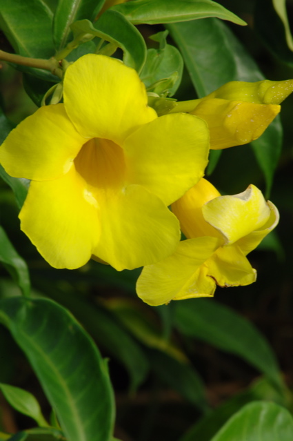 tryallclubjamaica0349