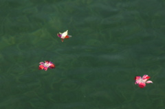 tryallchampagnegazebojamaica0472