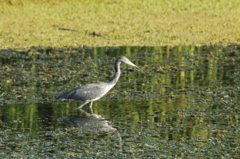 tryallclubjamaica0327