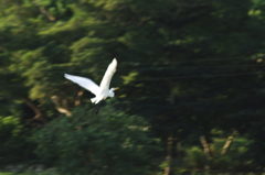 tryallclubjamaica0333